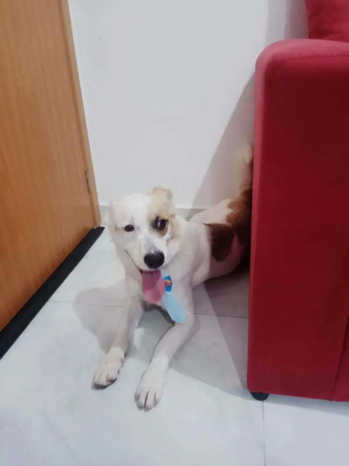 Cachorro ra a Misturada idade 1 ano nome Maylon