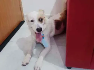 Cachorro raça Misturada idade 1 ano nome Maylon