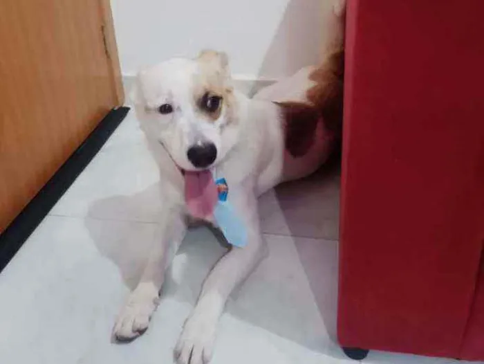 Cachorro ra a Misturada idade 1 ano nome Maylon