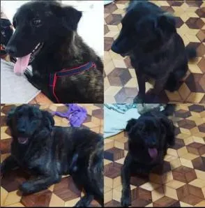 Cachorro ra a SRD-ViraLata idade 1 ano nome Tecobinho