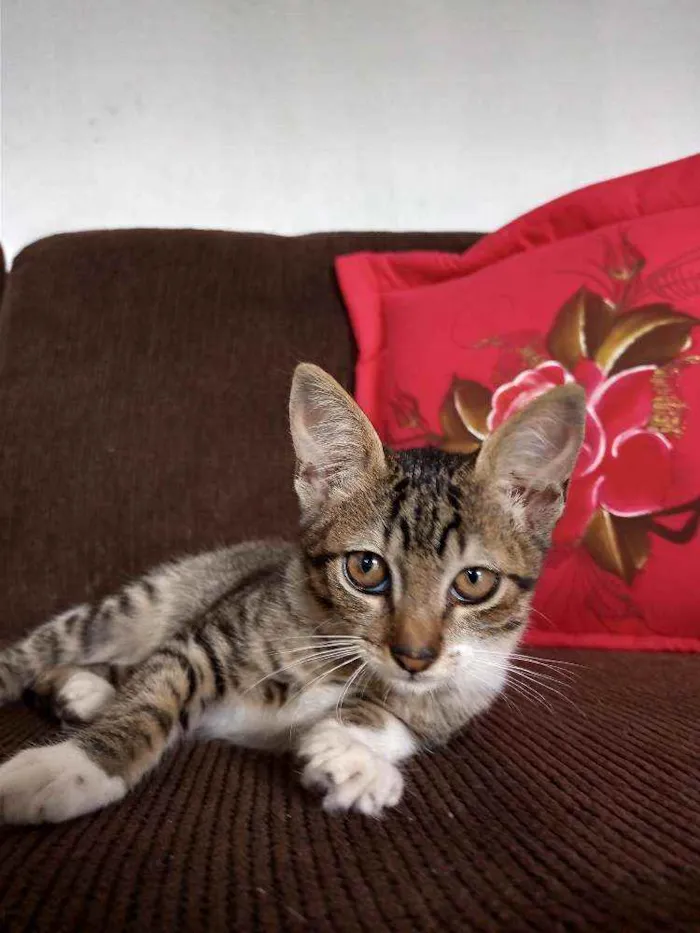 Gato ra a  idade 2 a 6 meses nome Filhotinha da fenty