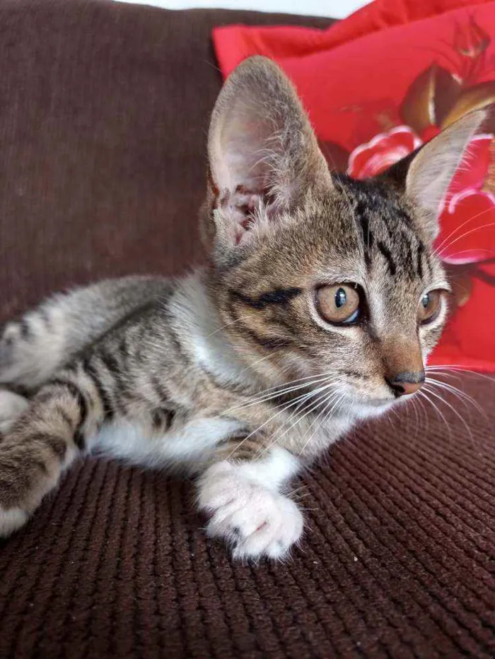 Gato ra a  idade 2 a 6 meses nome Filhotinha da fenty