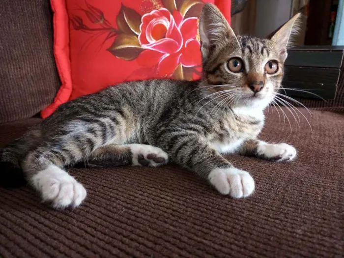 Gato ra a  idade 2 a 6 meses nome Filhotinha da fenty