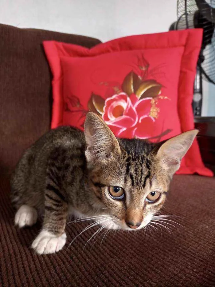 Gato ra a  idade 2 a 6 meses nome Filhotinha da fenty