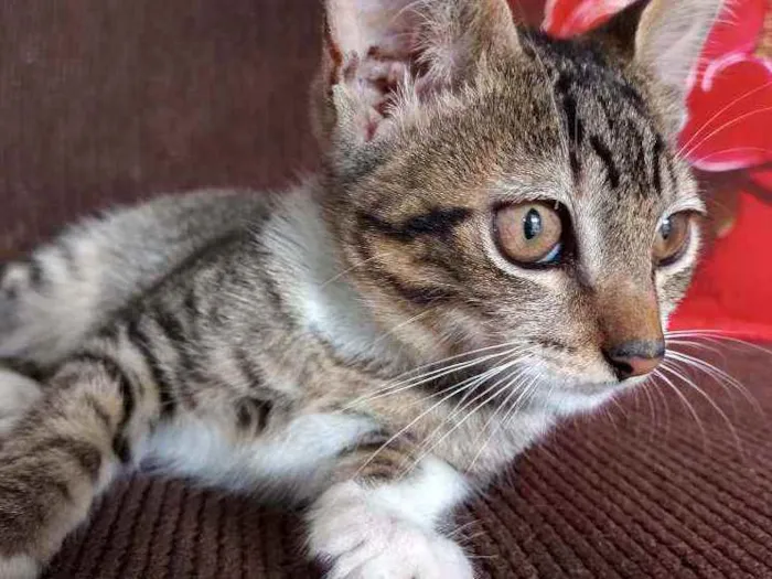 Gato ra a  idade 2 a 6 meses nome Filhotinha da fenty