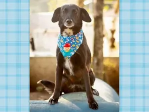 Cachorro raça SRD-ViraLata idade 5 anos nome KURÔ
