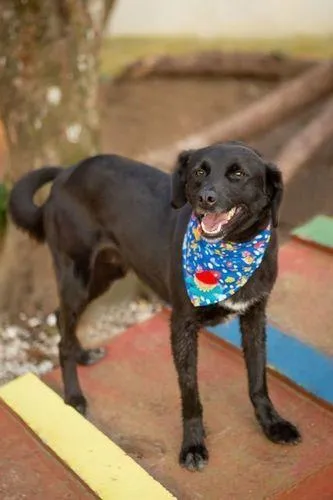 Cachorro ra a SRD-ViraLata idade 5 anos nome KURÔ