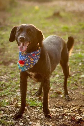 Cachorro ra a SRD-ViraLata idade 5 anos nome KURÔ