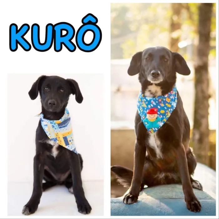 Cachorro ra a SRD-ViraLata idade 5 anos nome KURÔ