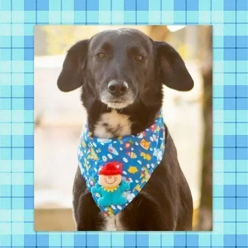 Cachorro ra a SRD-ViraLata idade 5 anos nome KURÔ