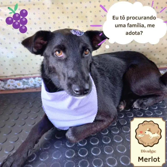 Cachorro ra a SRD idade 2 anos nome Merlot