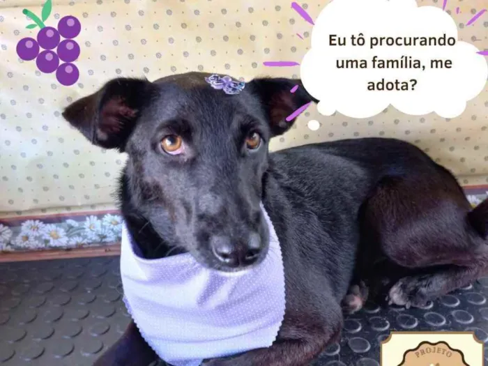 Cachorro ra a SRD idade 2 anos nome Merlot