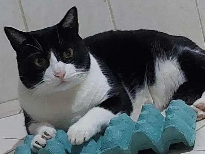 Gato ra a SRD idade 5 anos nome Dartanham