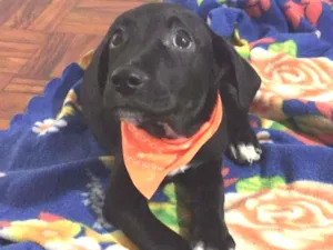 Cachorro raça Sem raça definida idade 2 a 6 meses nome Filhotes de 3 meses