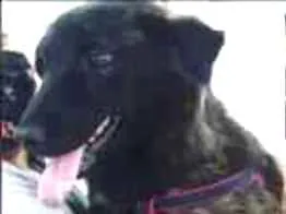 Cachorro raça SRD-ViraLata idade 1 ano nome Tecobinho