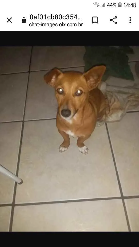 Cachorro ra a Salsicha  idade 6 ou mais anos nome Mell 