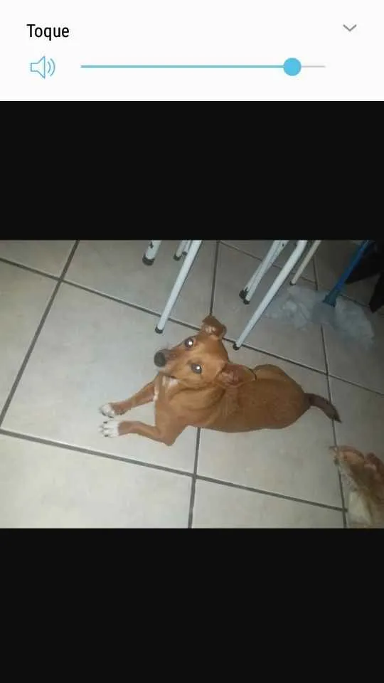 Cachorro ra a Salsicha  idade 6 ou mais anos nome Mell 