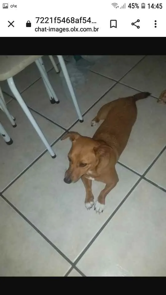 Cachorro ra a Salsicha  idade 6 ou mais anos nome Mell 