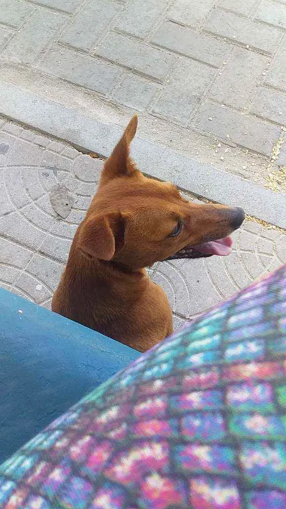 Cachorro ra a Salsicha  idade 6 ou mais anos nome Mell 