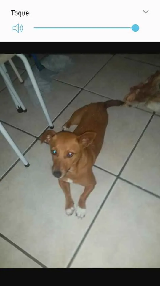 Cachorro ra a Salsicha  idade 6 ou mais anos nome Mell 