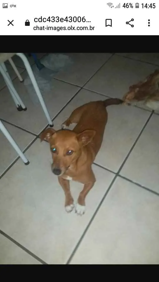 Cachorro ra a Salsicha  idade 6 ou mais anos nome Mell 