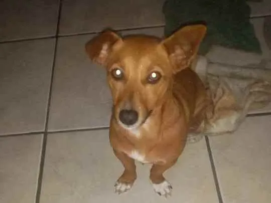 Cachorro ra a Salsicha  idade 6 ou mais anos nome Mell 