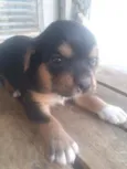 Rafael 