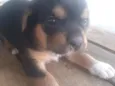 Rafael 