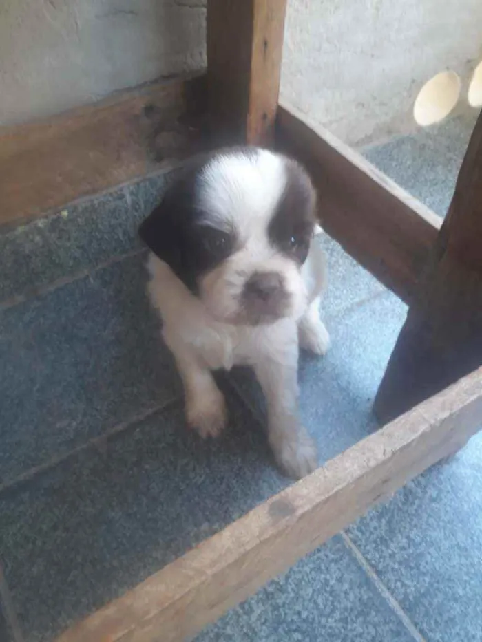Cachorro ra a  idade Abaixo de 2 meses nome Leonardo