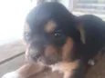 Rafael 