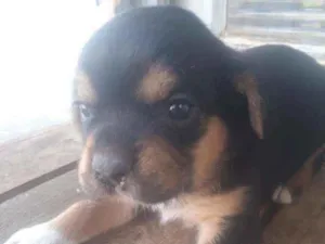 Cachorro raça  idade Abaixo de 2 meses nome Rafael 
