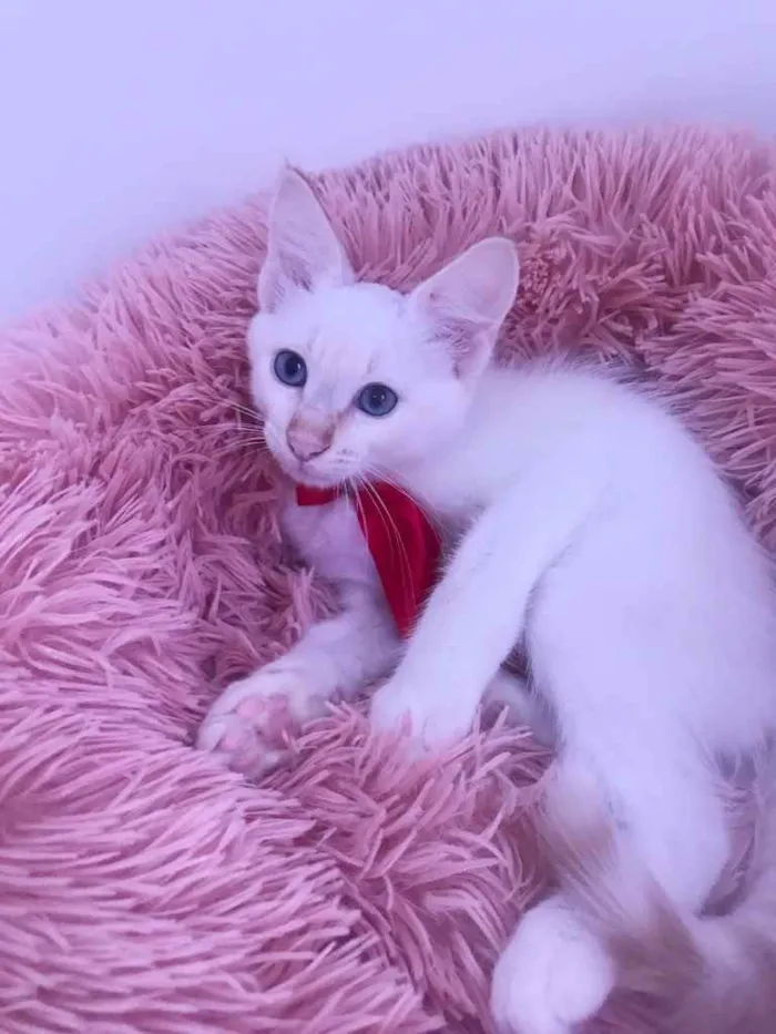 Gato ra a SRD idade Abaixo de 2 meses nome Juquinha