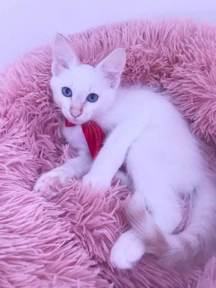 Gato ra a SRD idade Abaixo de 2 meses nome Juquinha
