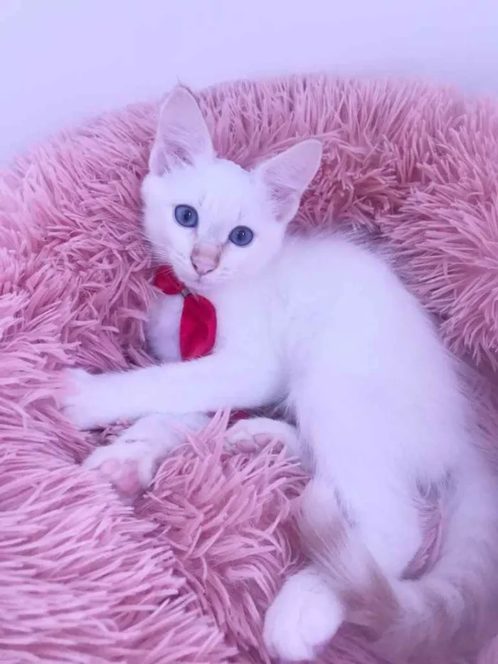 Gato ra a SRD idade Abaixo de 2 meses nome Juquinha