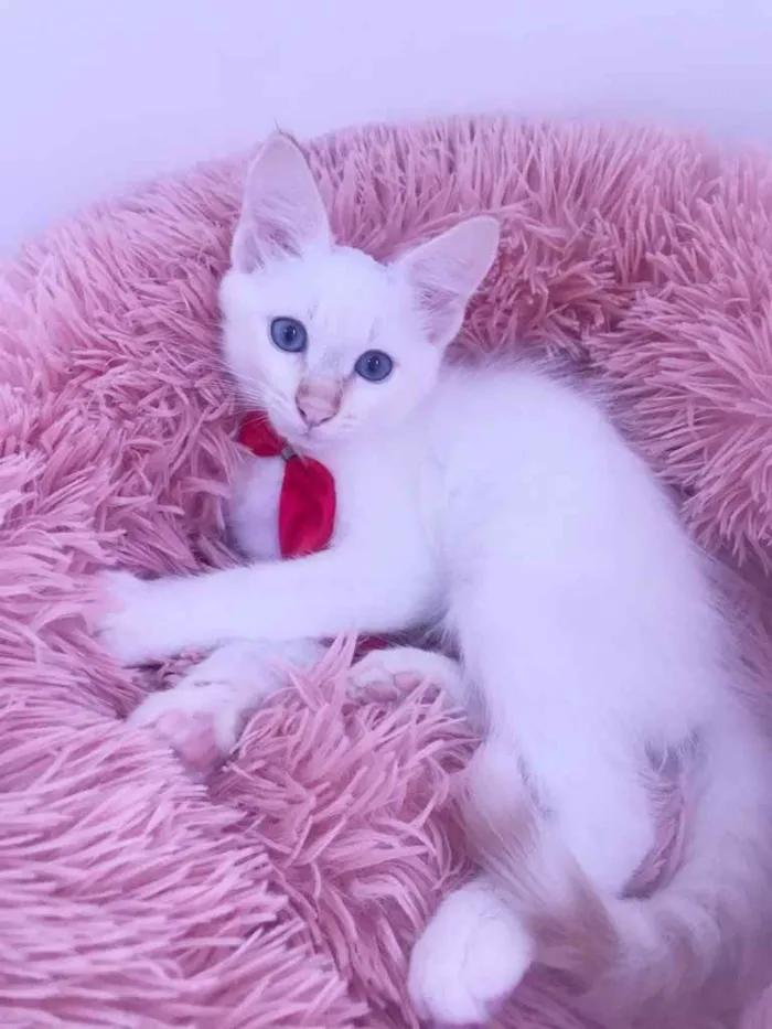 Gato ra a SRD idade Abaixo de 2 meses nome Juquinha