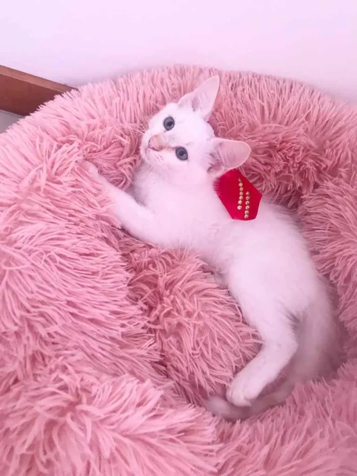 Gato ra a SRD idade Abaixo de 2 meses nome Juquinha