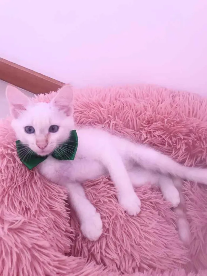 Gato ra a SRD idade Abaixo de 2 meses nome Juquinha