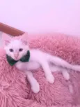 Juquinha
