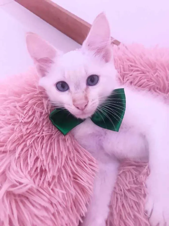 Gato ra a SRD idade Abaixo de 2 meses nome Juquinha
