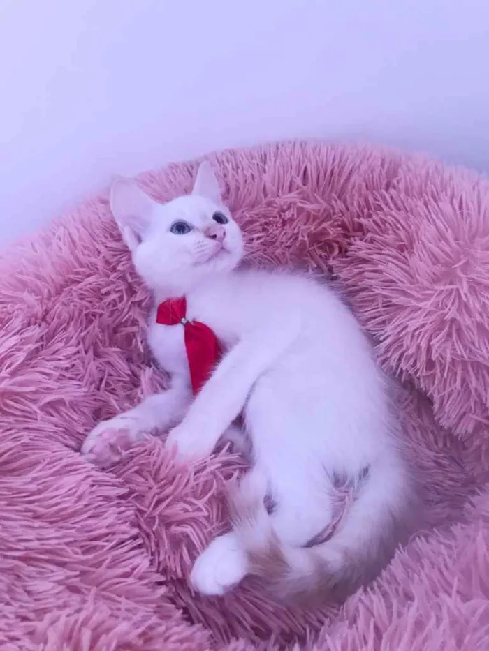 Gato ra a SRD idade Abaixo de 2 meses nome Juquinha