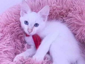 Gato raça SRD idade Abaixo de 2 meses nome Juquinha