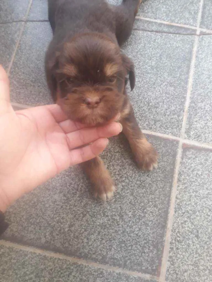Cachorro ra a  idade Abaixo de 2 meses nome Michelangelo