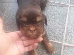 Cachorro raça  idade Abaixo de 2 meses nome Michelangelo