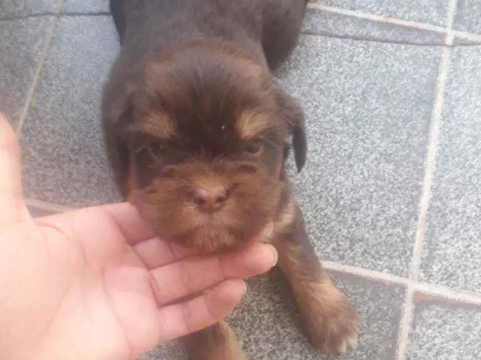 Cachorro ra a  idade Abaixo de 2 meses nome Michelangelo