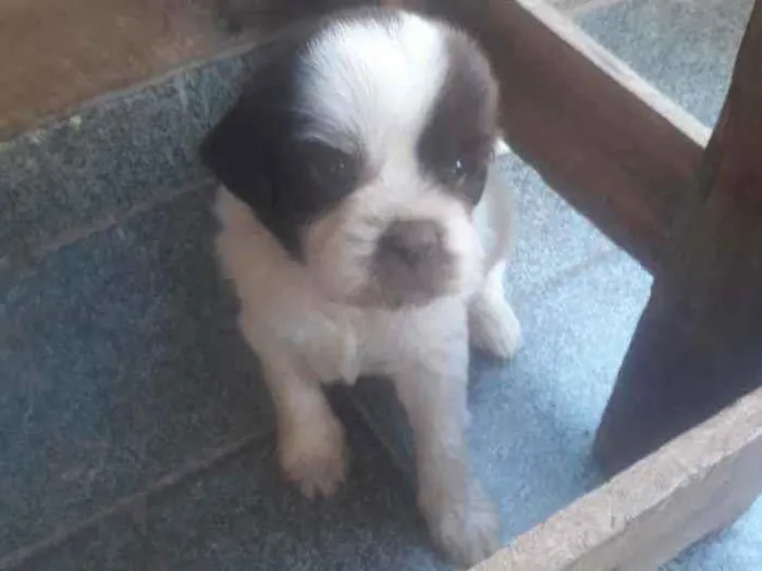 Cachorro ra a  idade Abaixo de 2 meses nome Leonardo