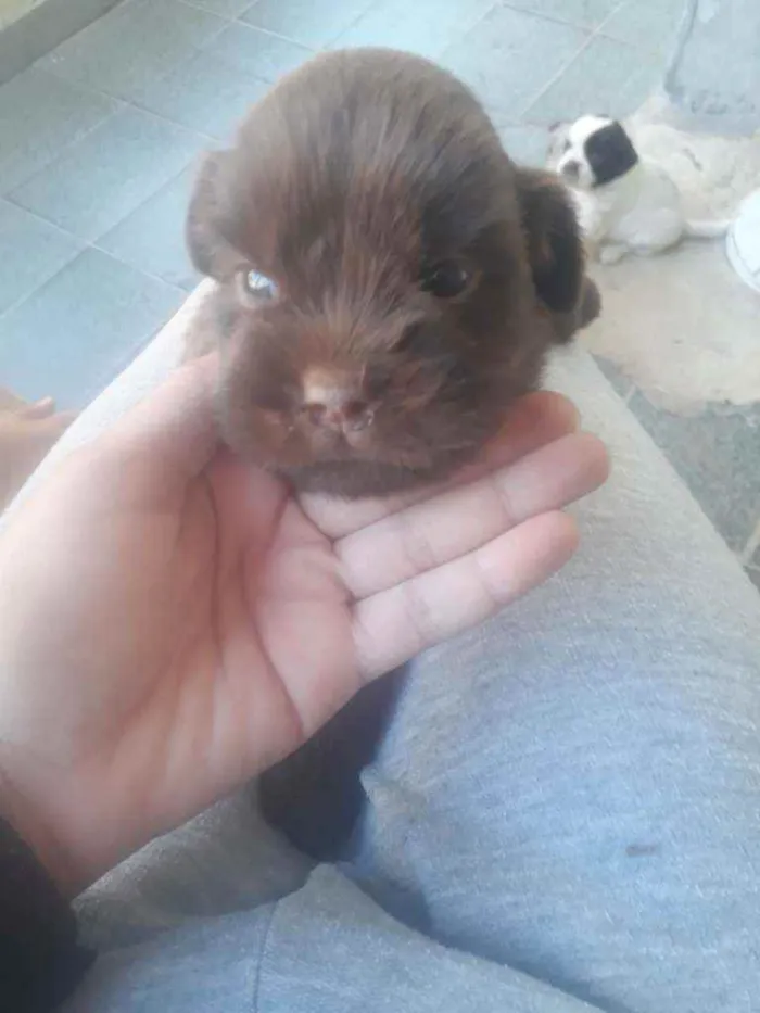 Cachorro ra a  idade Abaixo de 2 meses nome Donatello 