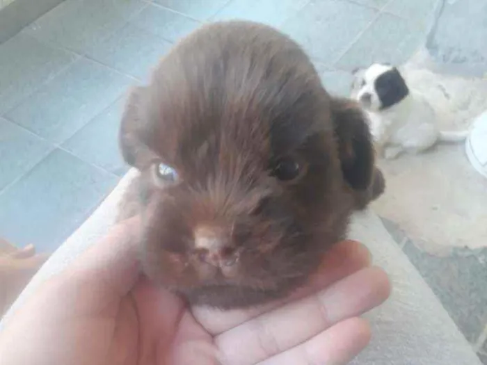 Cachorro ra a  idade Abaixo de 2 meses nome Donatello 