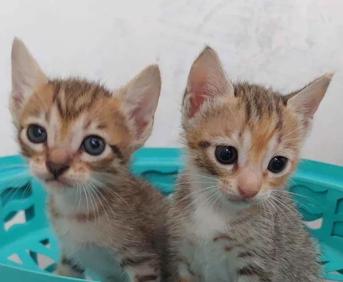 Gato raça Não definida idade Abaixo de 2 meses nome Sem nome