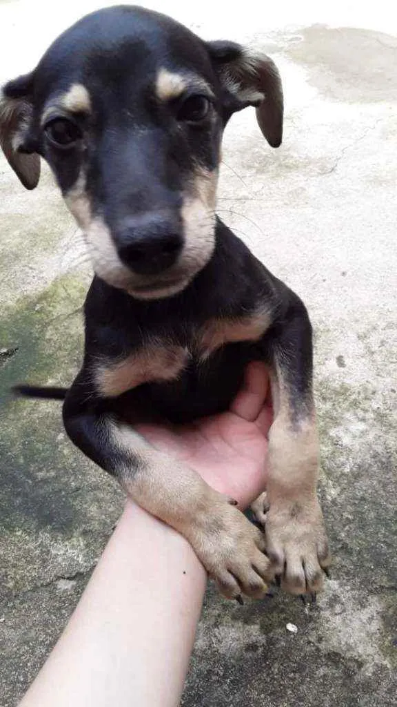 Cachorro ra a Vira lata idade 7 a 11 meses nome Rap e menina