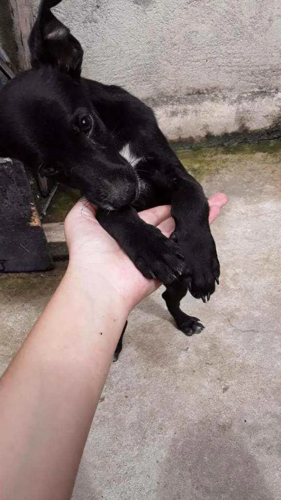 Cachorro ra a Vira lata idade 7 a 11 meses nome Rap e menina